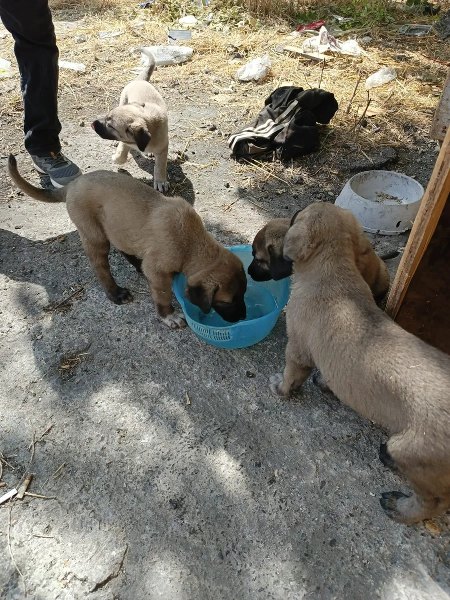 2 aylık safkan yavrular