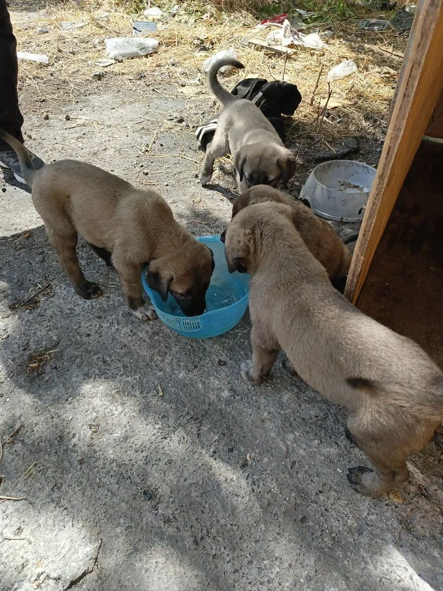 2 aylık safkan yavrular