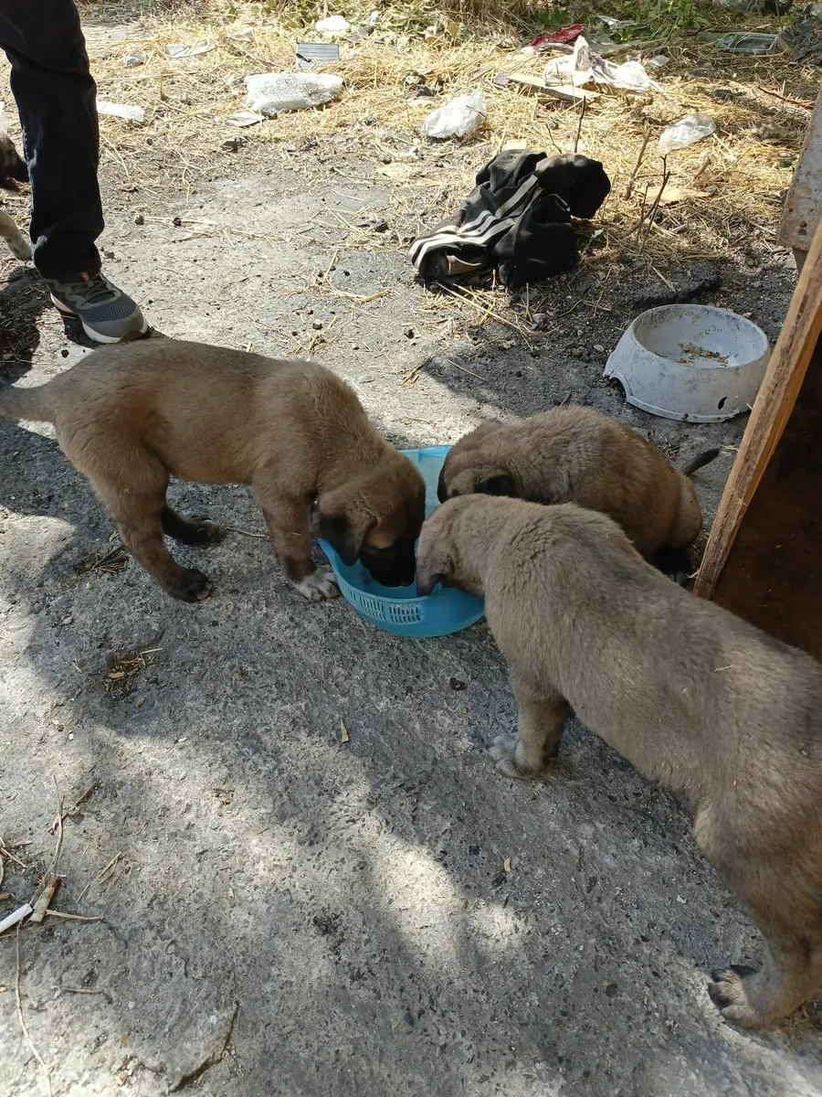 2 aylık safkan yavrular