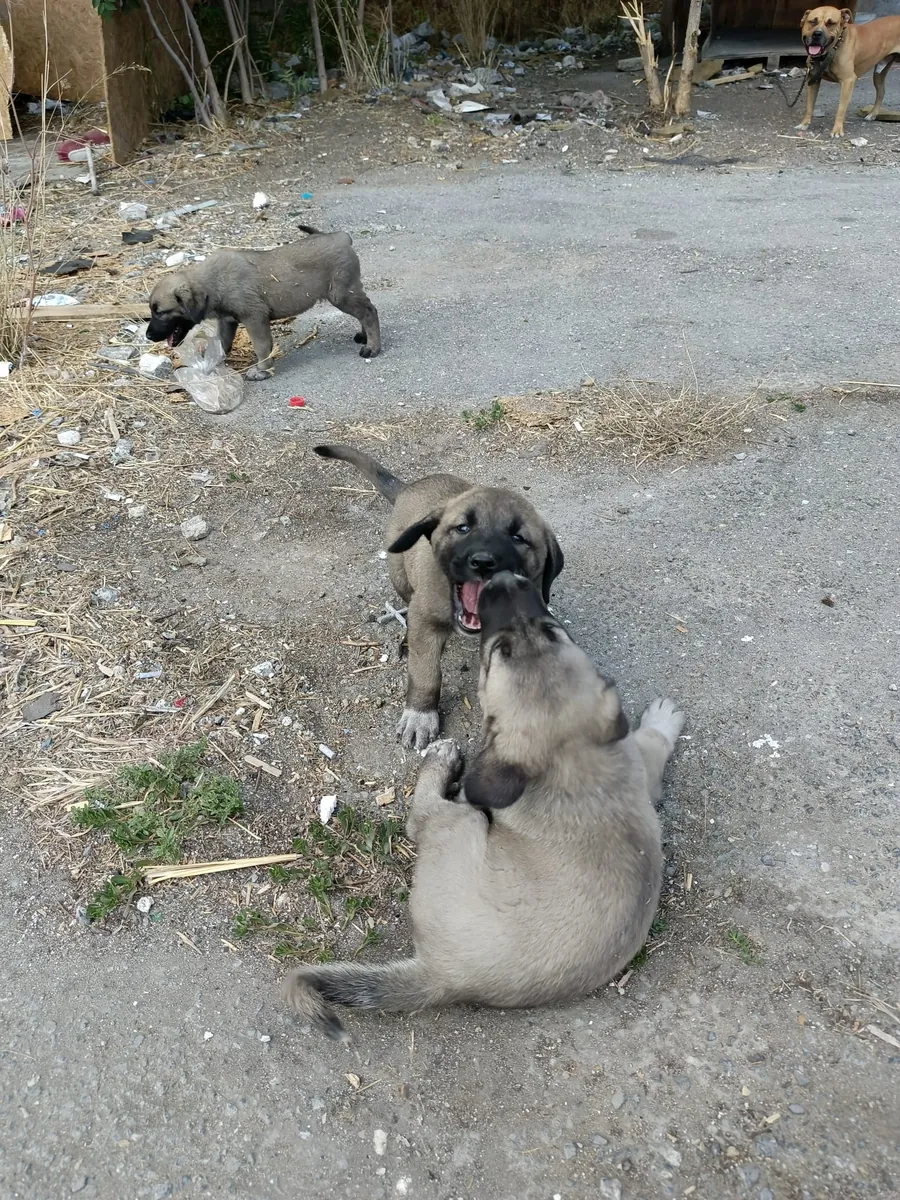 2 aylık safkan yavrular