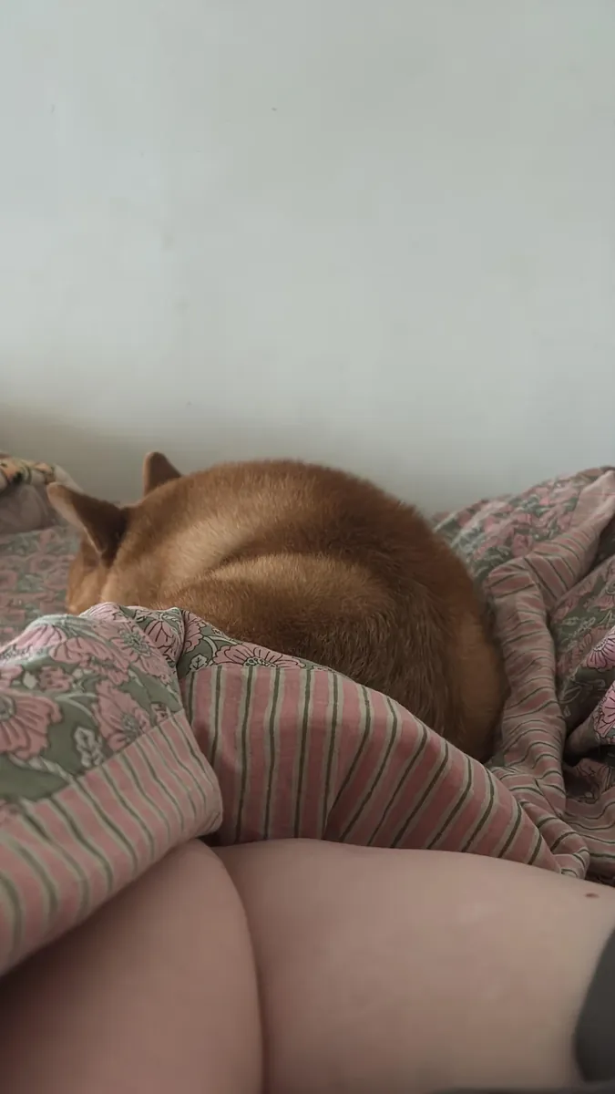 Сиба-ину — независимая собака, мне не подходит.