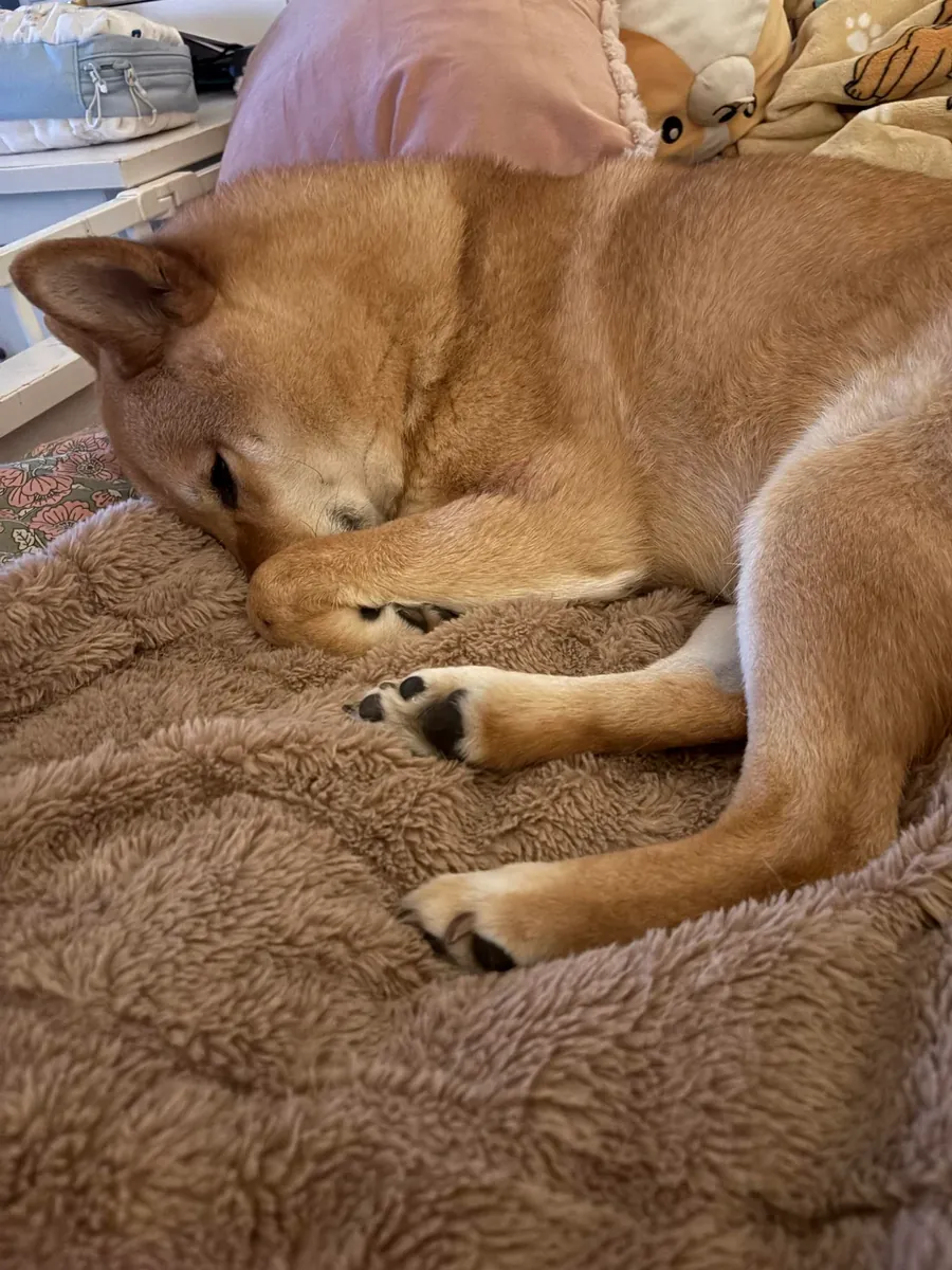 Сиба-ину — независимая собака, мне не подходит.