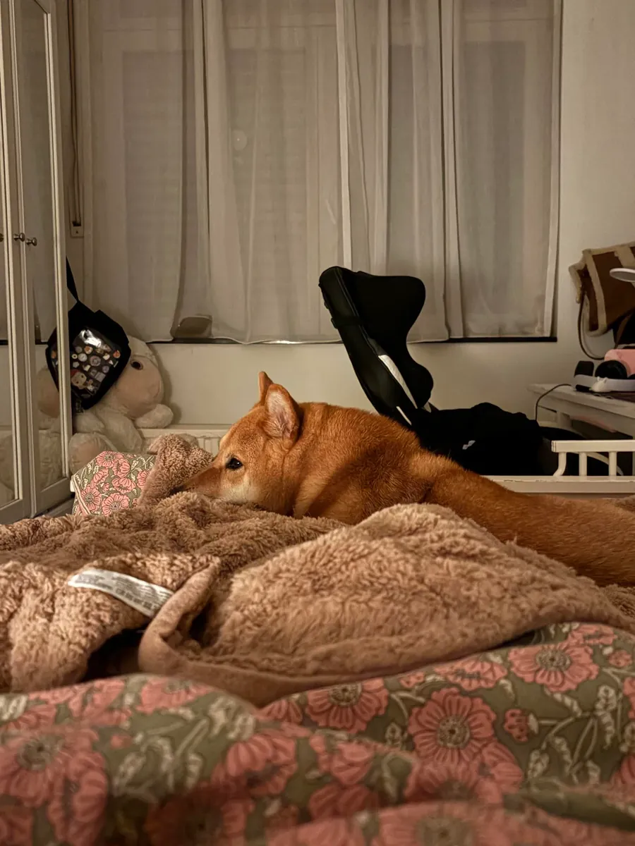 Сиба-ину — независимая собака, мне не подходит.