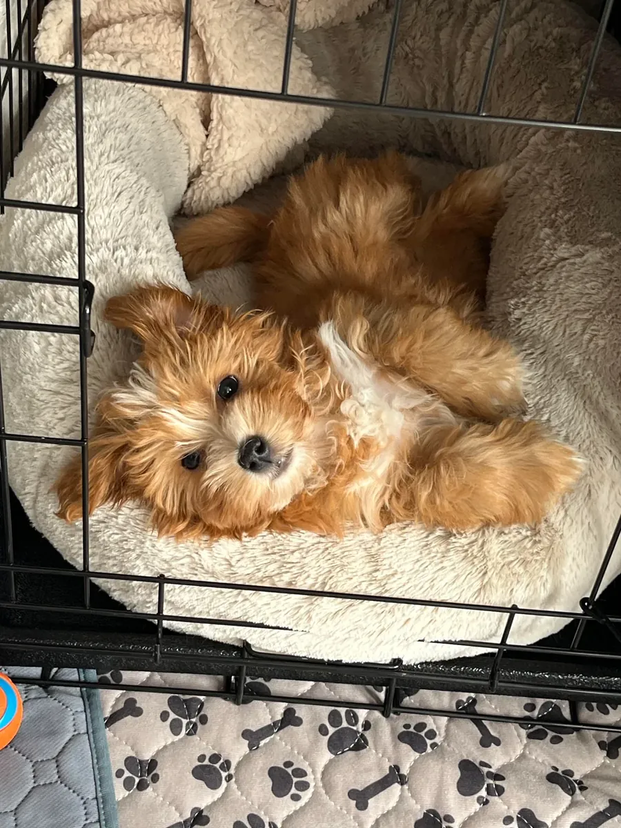 small dog, needs more time than I have