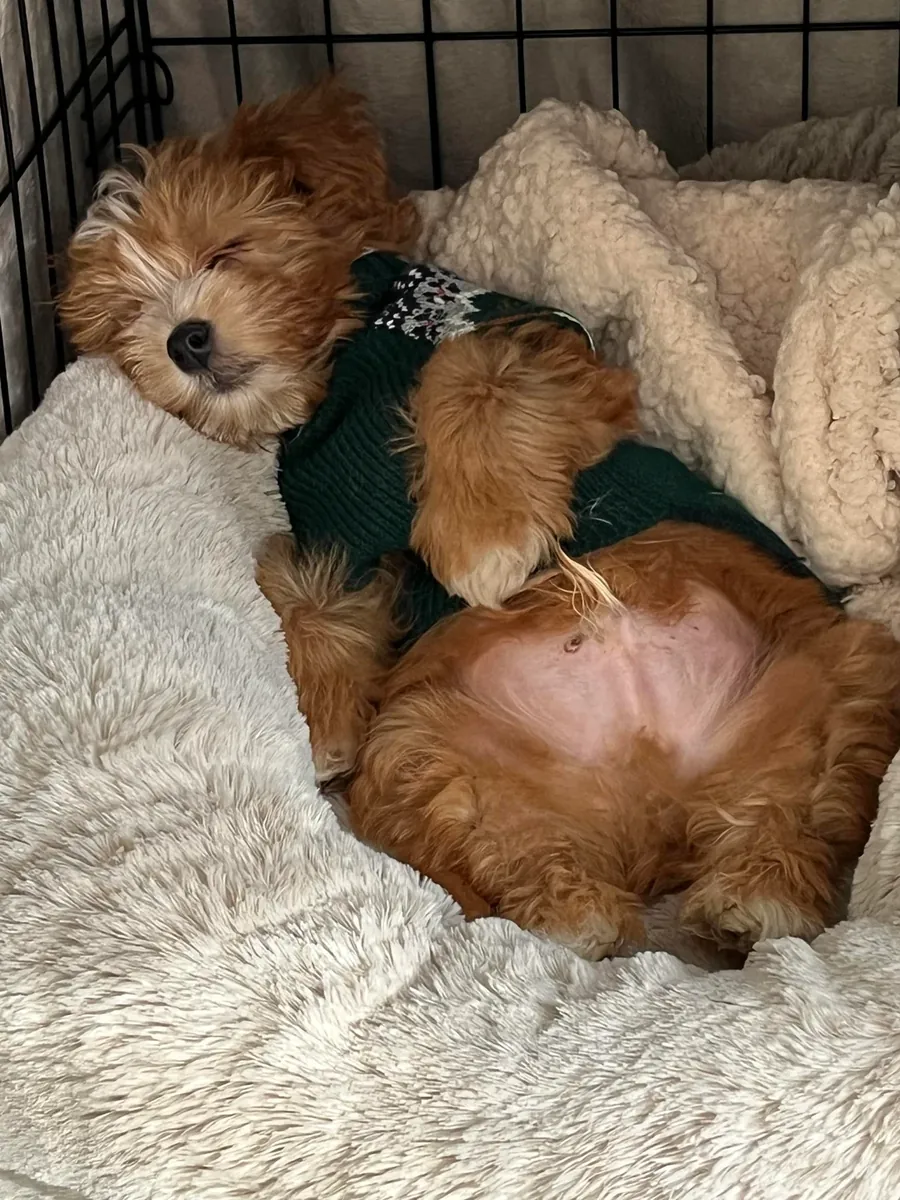 small dog, needs more time than I have