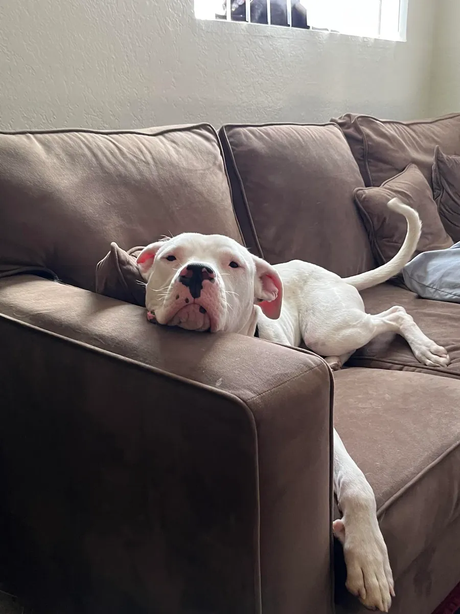 Требуется сильная собака и опытный владелец.