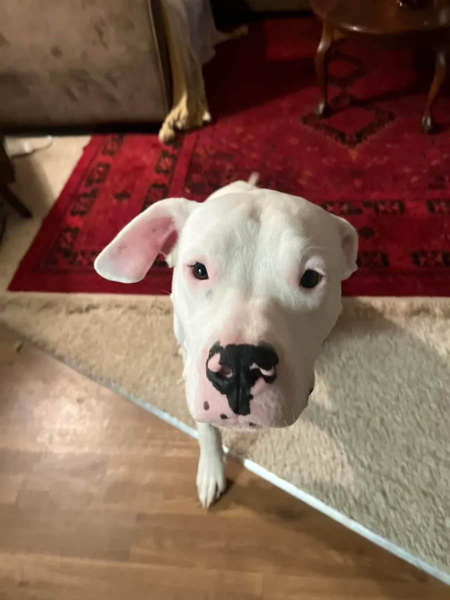 Требуется сильная собака и опытный владелец.