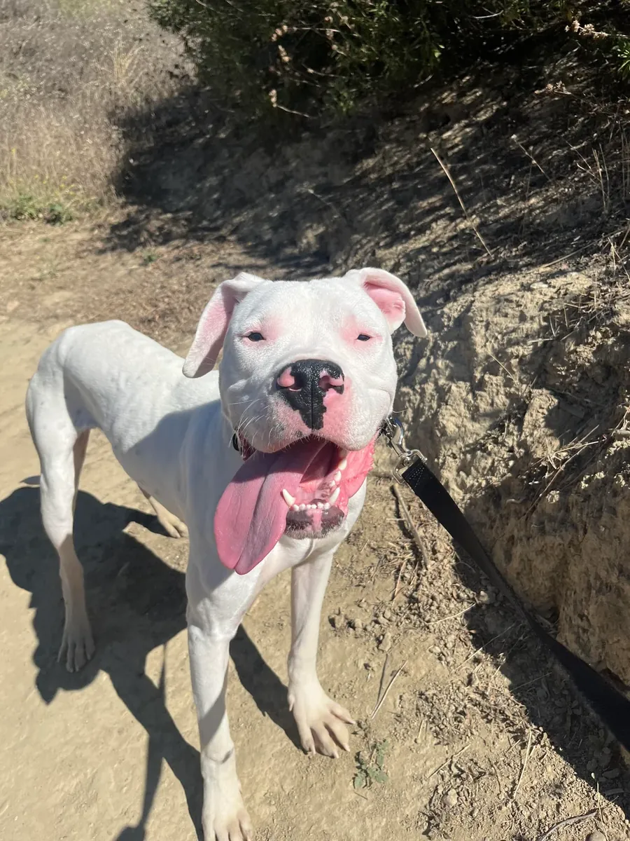 Требуется сильная собака и опытный владелец.