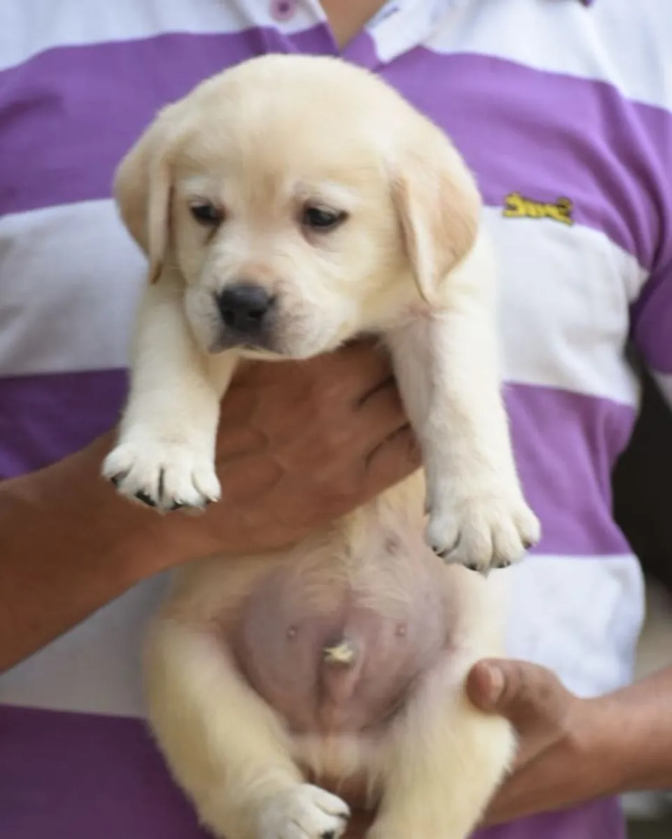 LABRADOR RETRIEVER