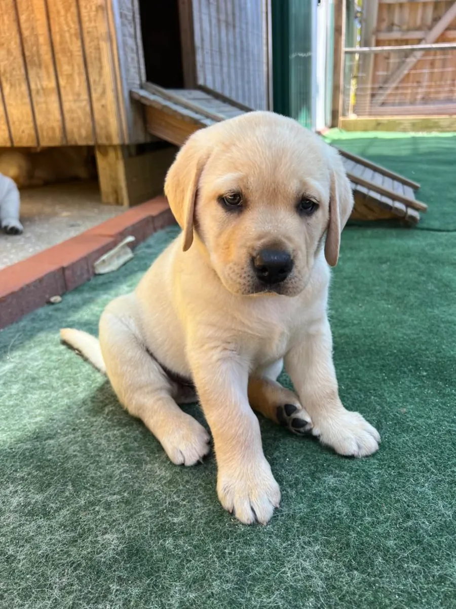 LABRADOR RETRIEVER
