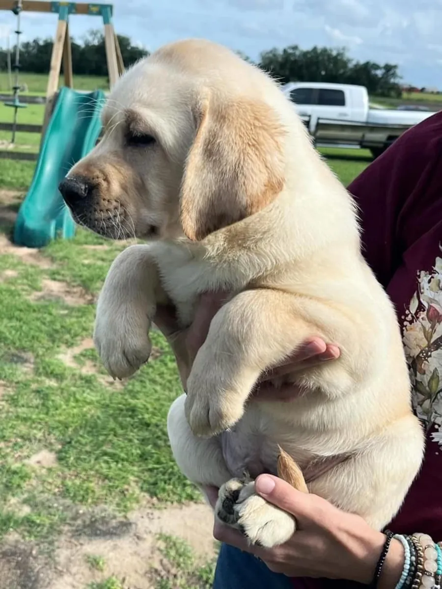 LABRADOR RETRIEVER