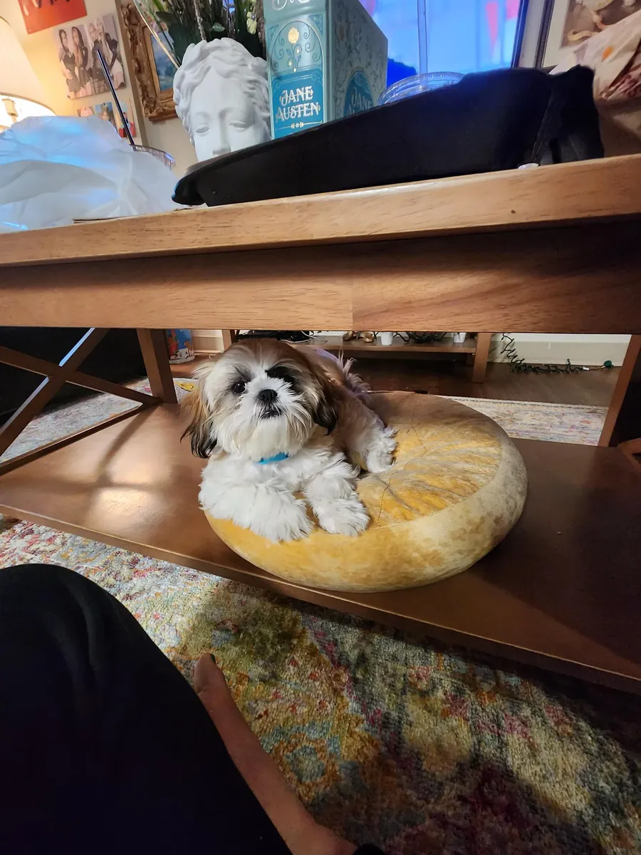 Small dog, more attention than I expected