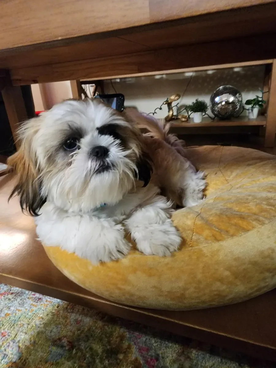 Small dog, more attention than I expected