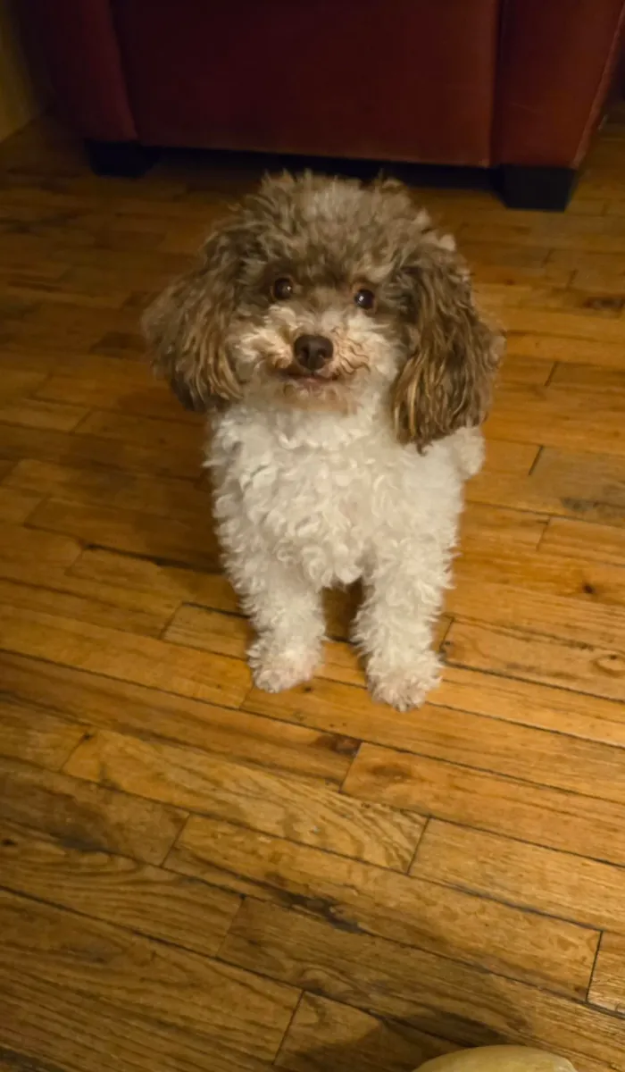 well cared for poodle