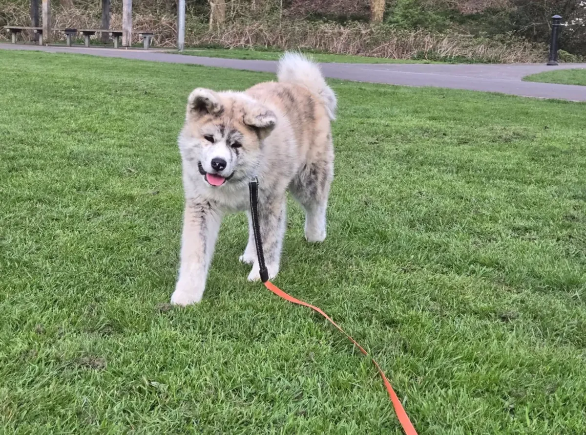 Независимая собака, лучше всего подходит опытная.