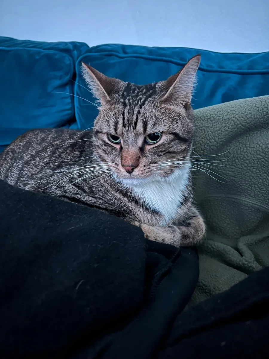 спокойная кошка, смена обстановки