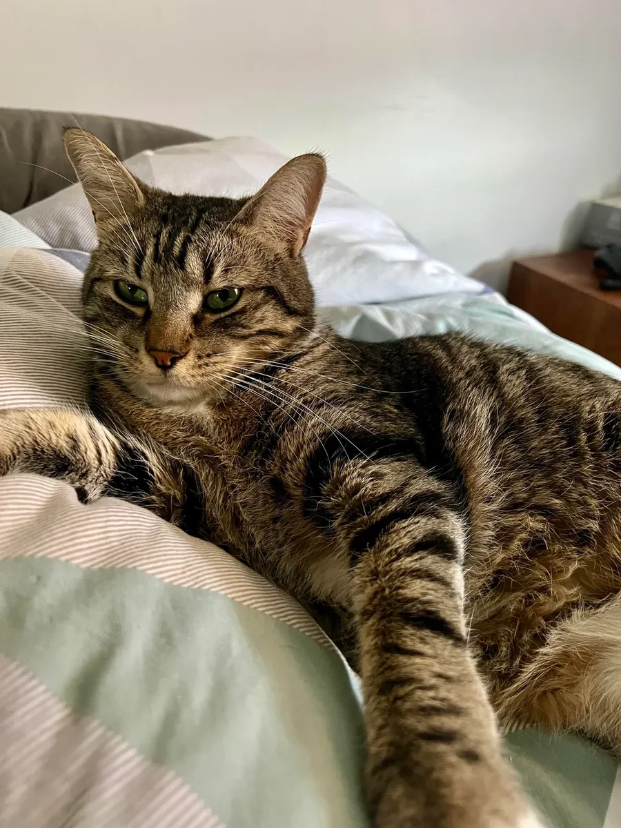 спокойная кошка, смена обстановки