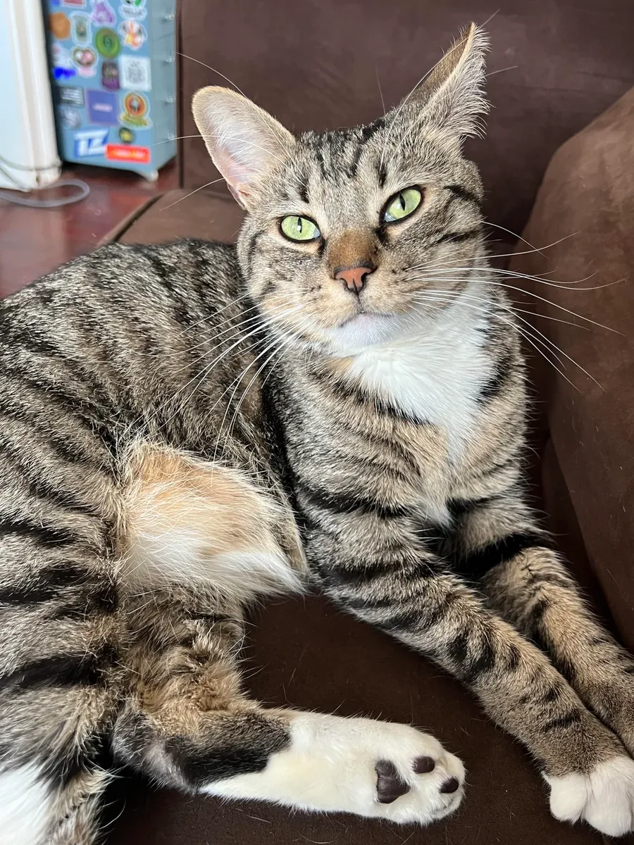 спокойная кошка, смена обстановки