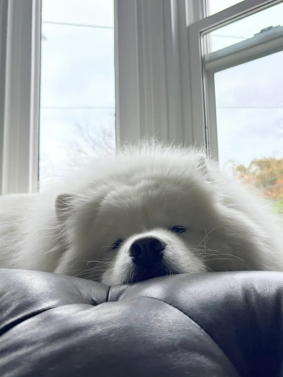 It requires more care than I can give.