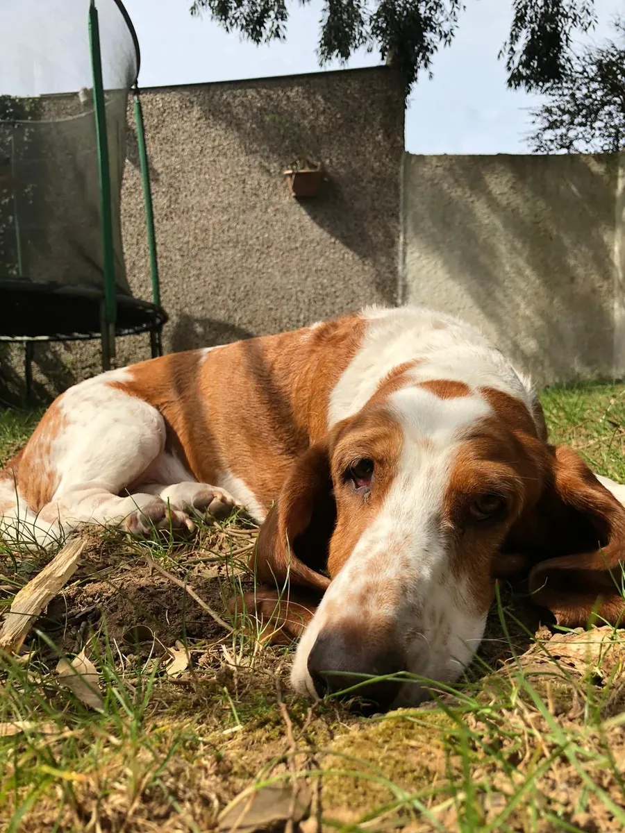 Спокойная собака, но ей нужно больше времени.