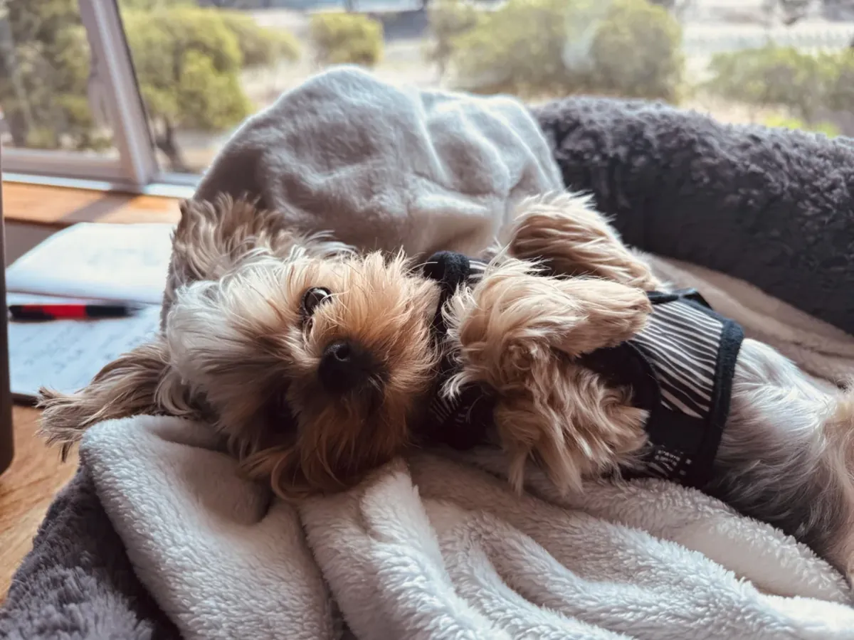 small, well-cared-for Yorkshire Terrier