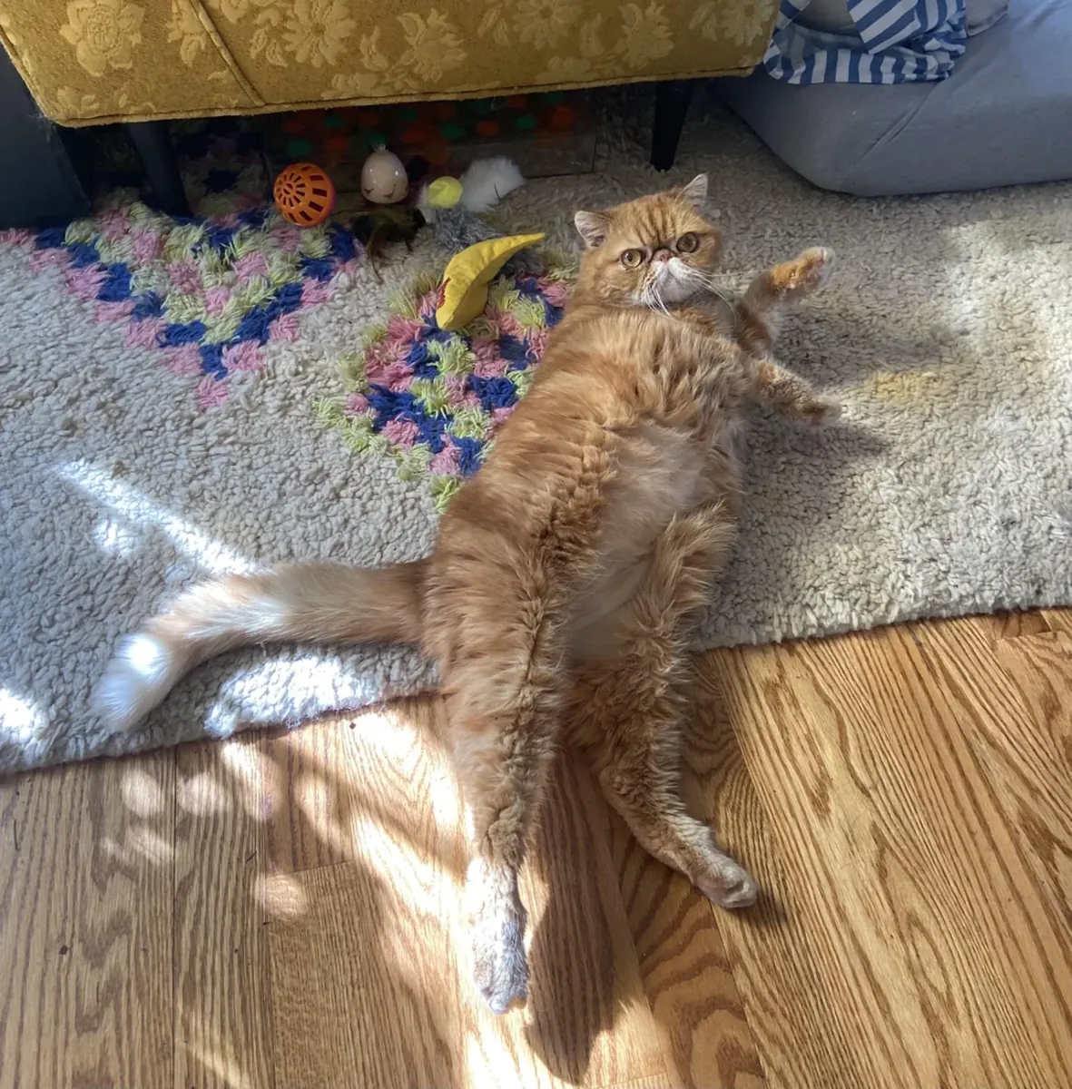 Calm cat, it's not urgent