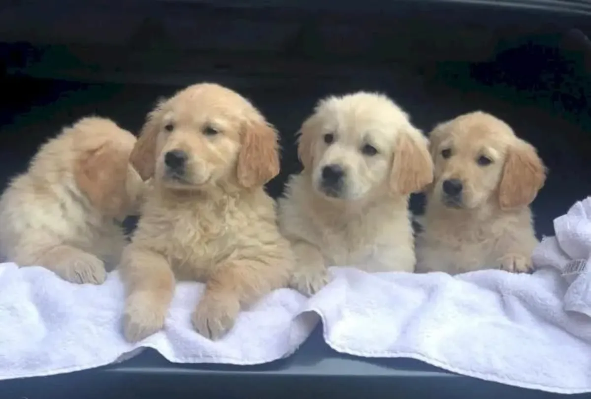 Golden retriever comprar cachorros a buen precio