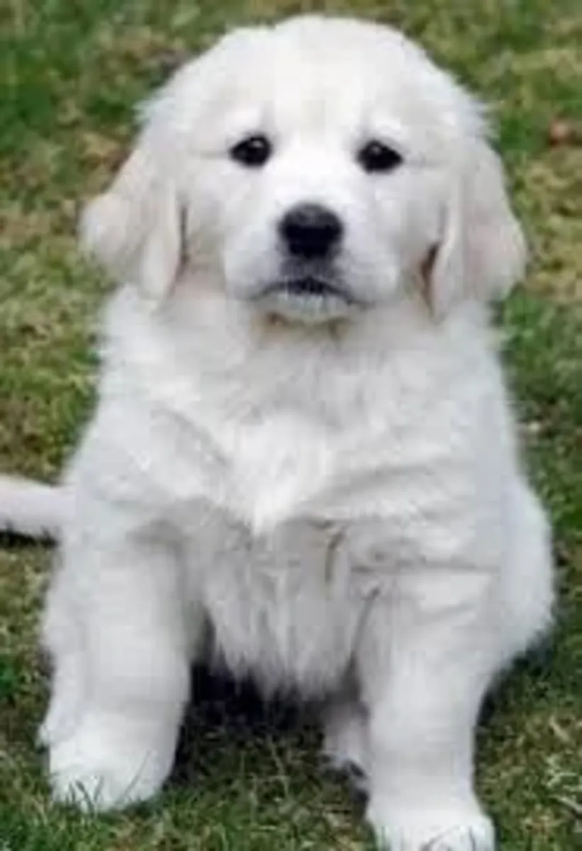 Los cachorros de Golden Retriever enamoran
