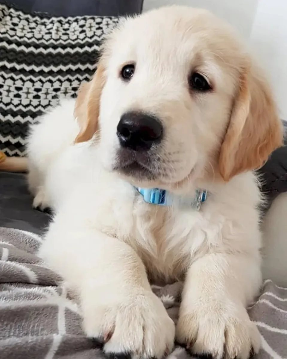 Hermoso macho golden retriever