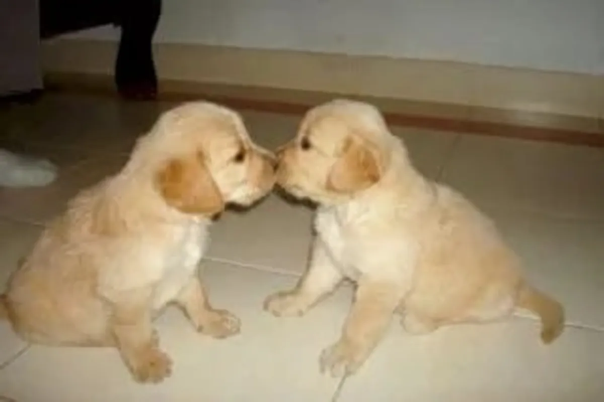 Dişi ve erkek altın retriever