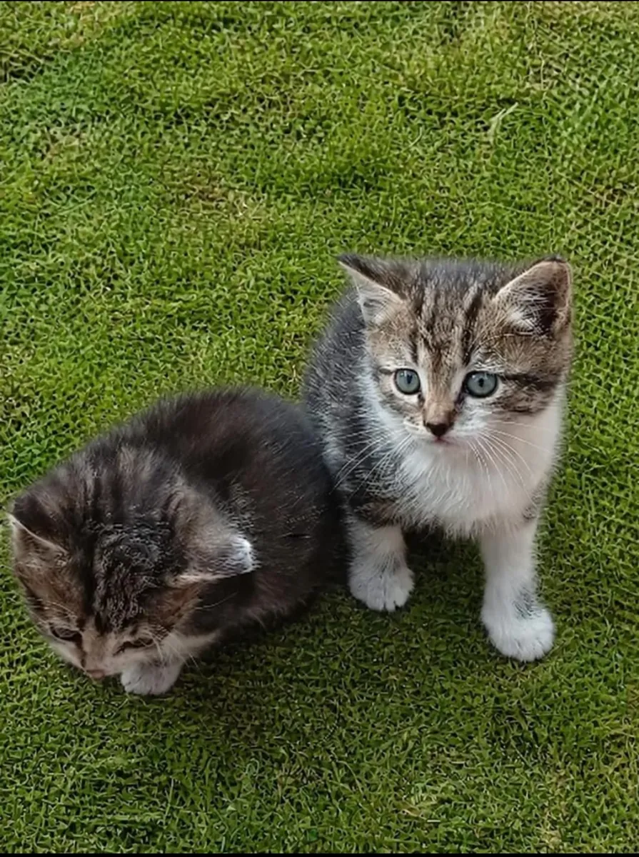 Maman chatte et chatons cherchent un foyer