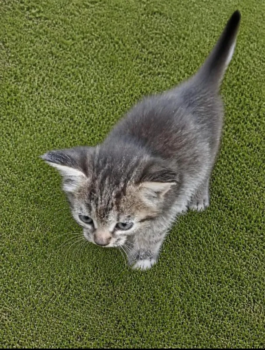Maman chatte et chatons cherchent un foyer