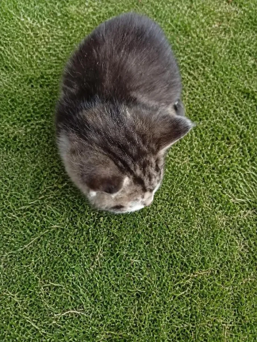 Maman chatte et chatons cherchent un foyer