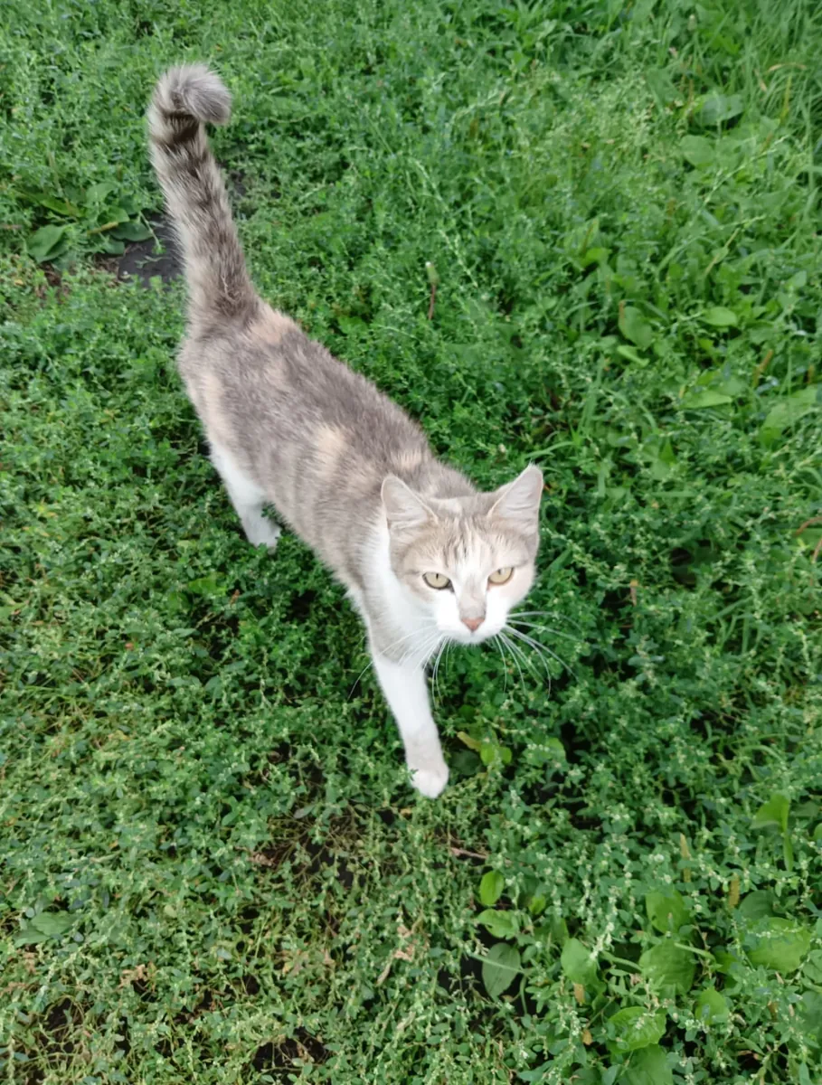 Maman chatte et chatons cherchent un foyer