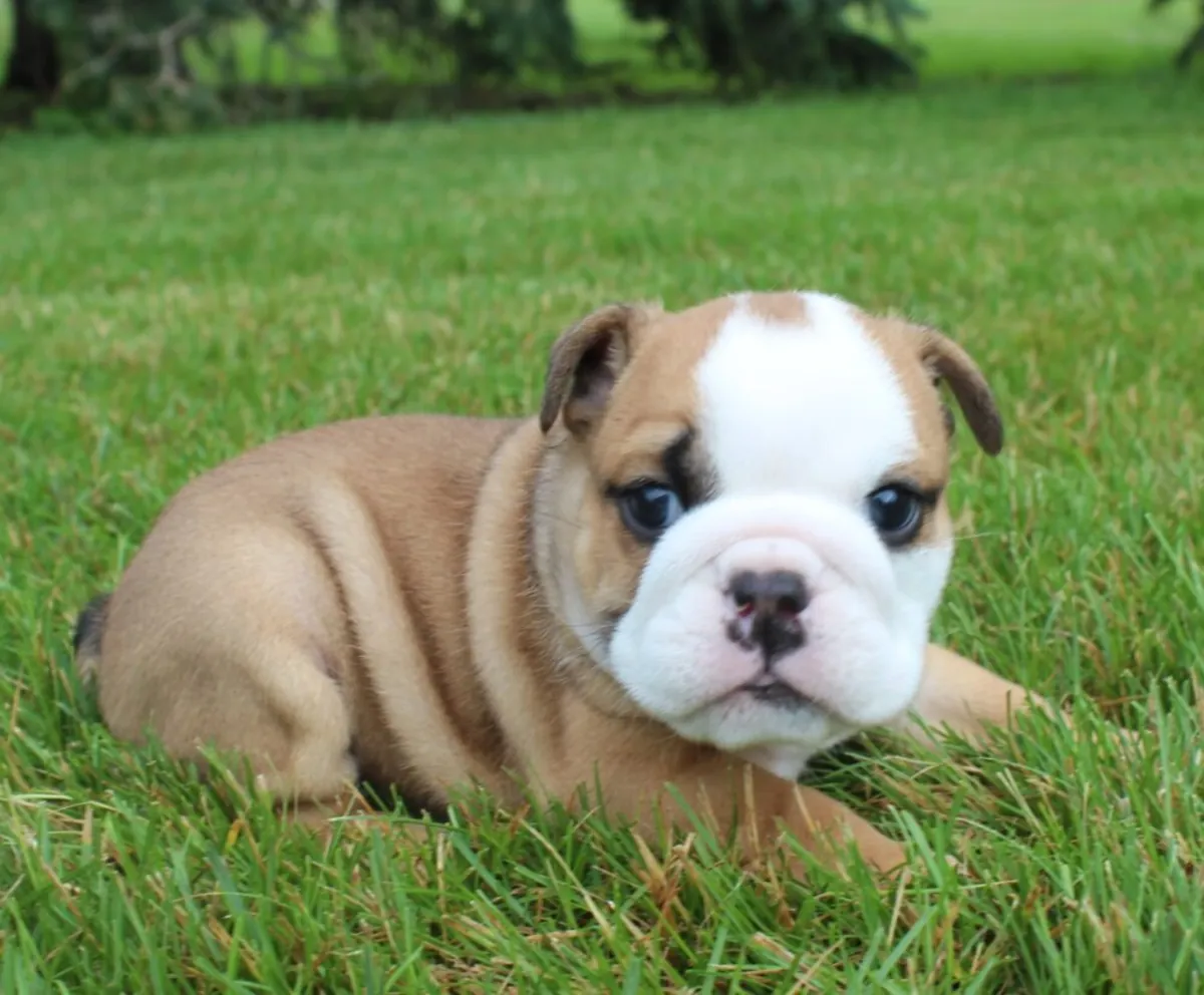 Bulldogs anglais à réhommer (Veuillez me contacter via le numéro whatsapp ci-dessous)