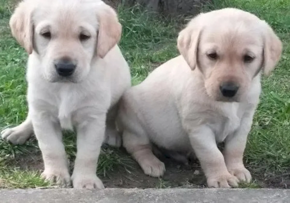 Sağlıklı Labrador Retriever Yavruları