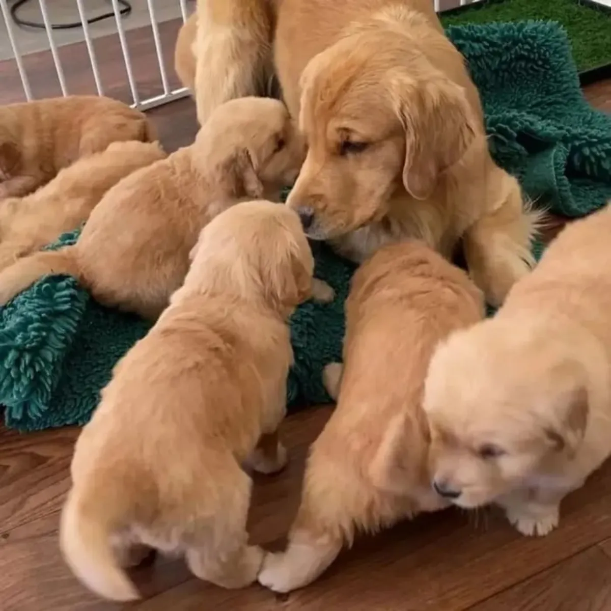 Uygun fiyatlı labrador retriever yavruları