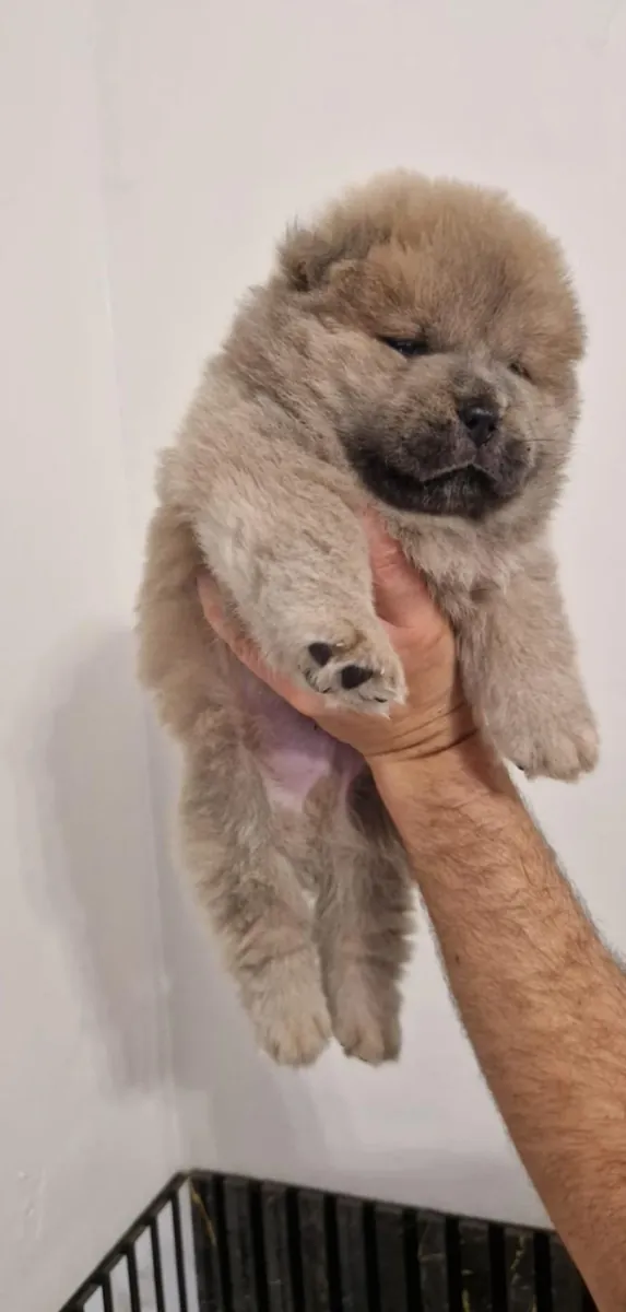 💙 CHOW CHOW Prêt pour un nouveau foyer