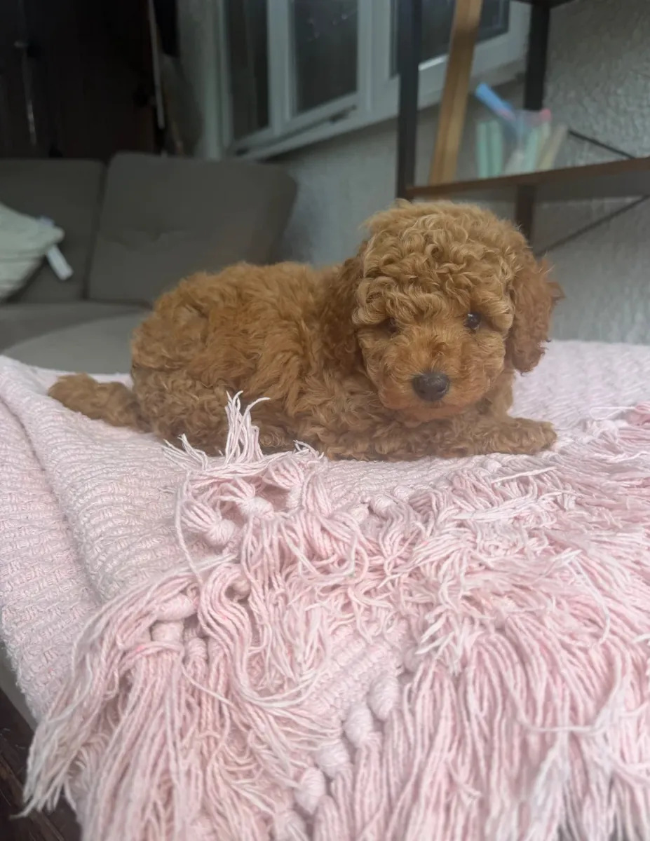 漂亮的马尔济斯贵宾犬小狗 – 2只男孩和2只女孩