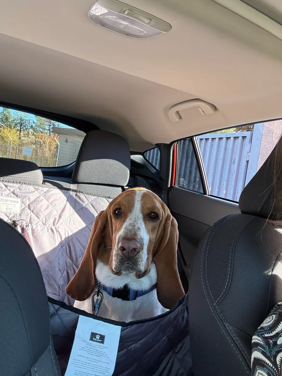 Calm dog, but complicated situation