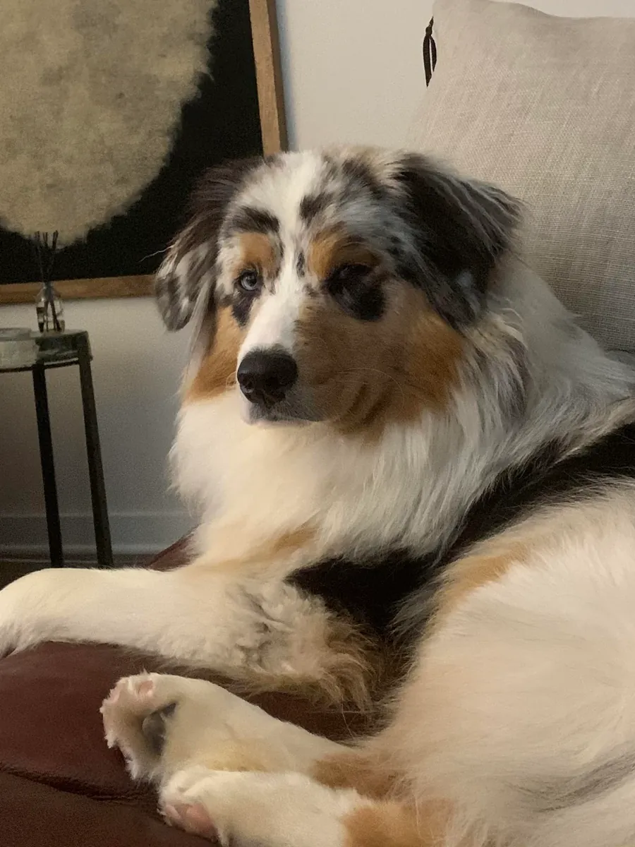 active dog, needs time