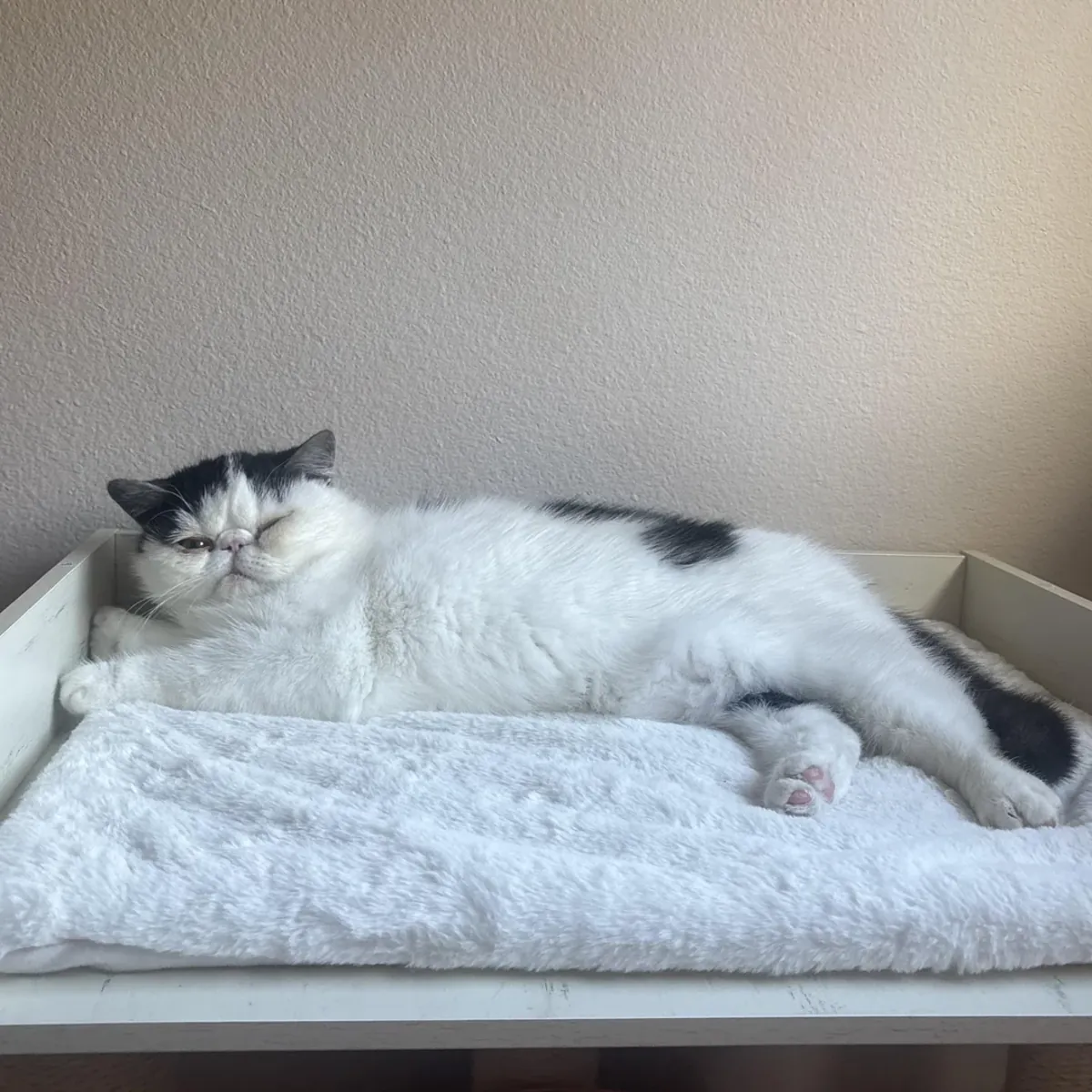 Calm cat, house has become too hectic