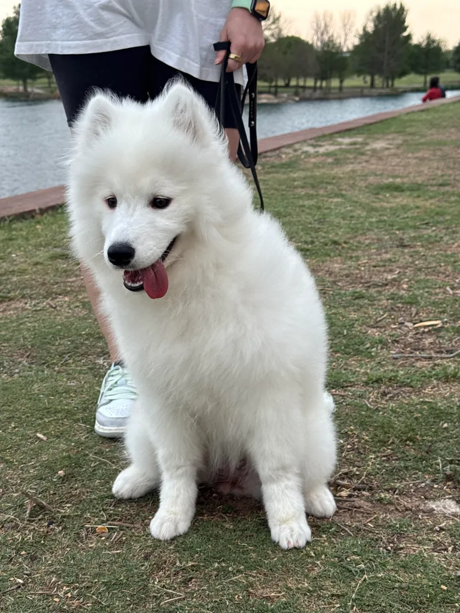 dog, maintenance more complicated than expected