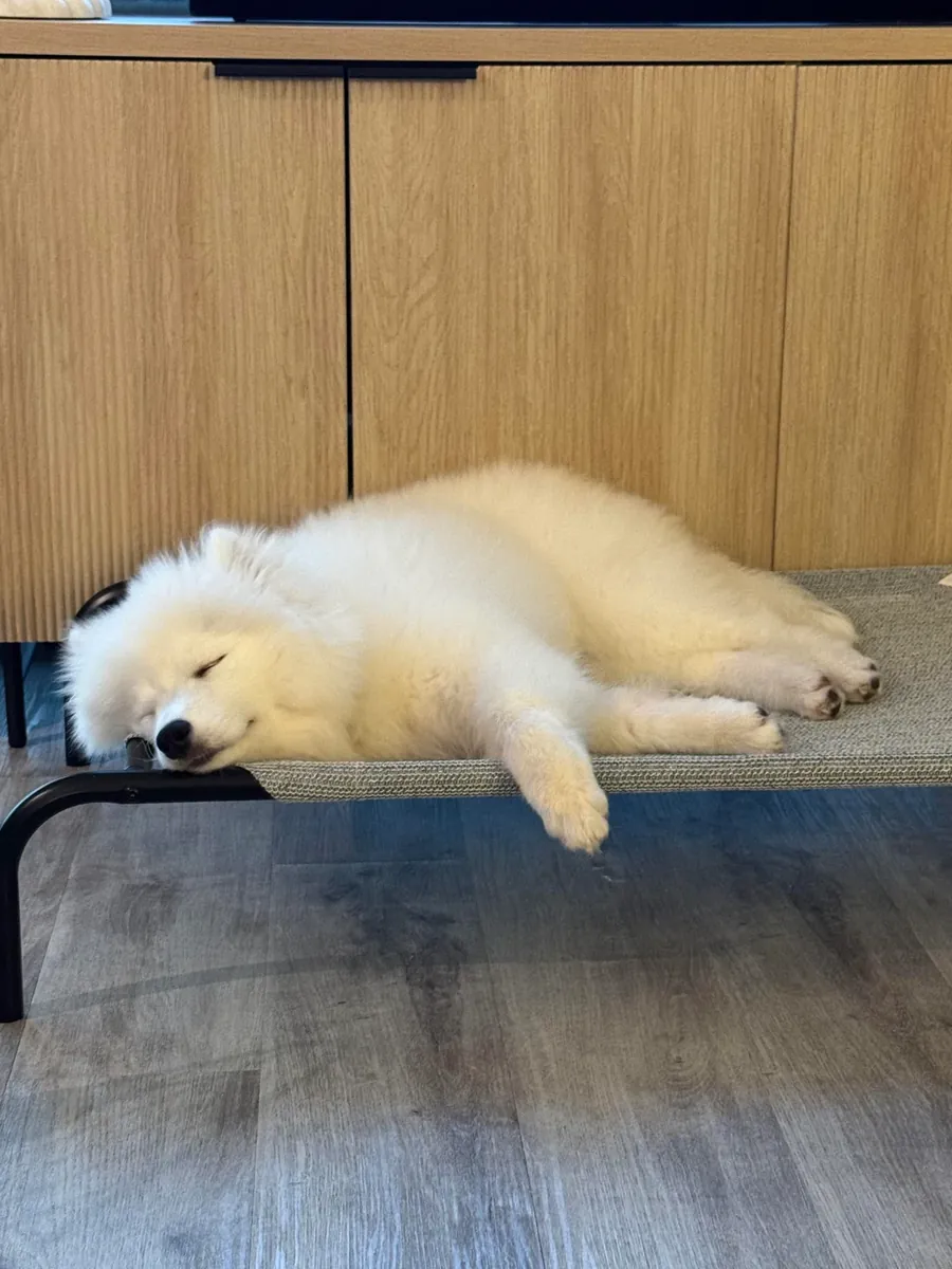 dog, maintenance more complicated than expected