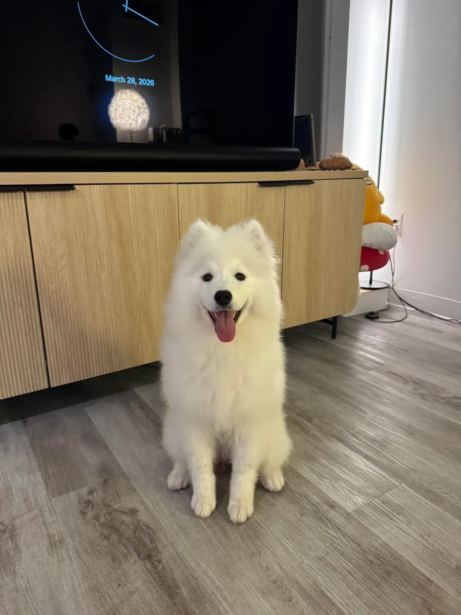 dog, maintenance more complicated than expected