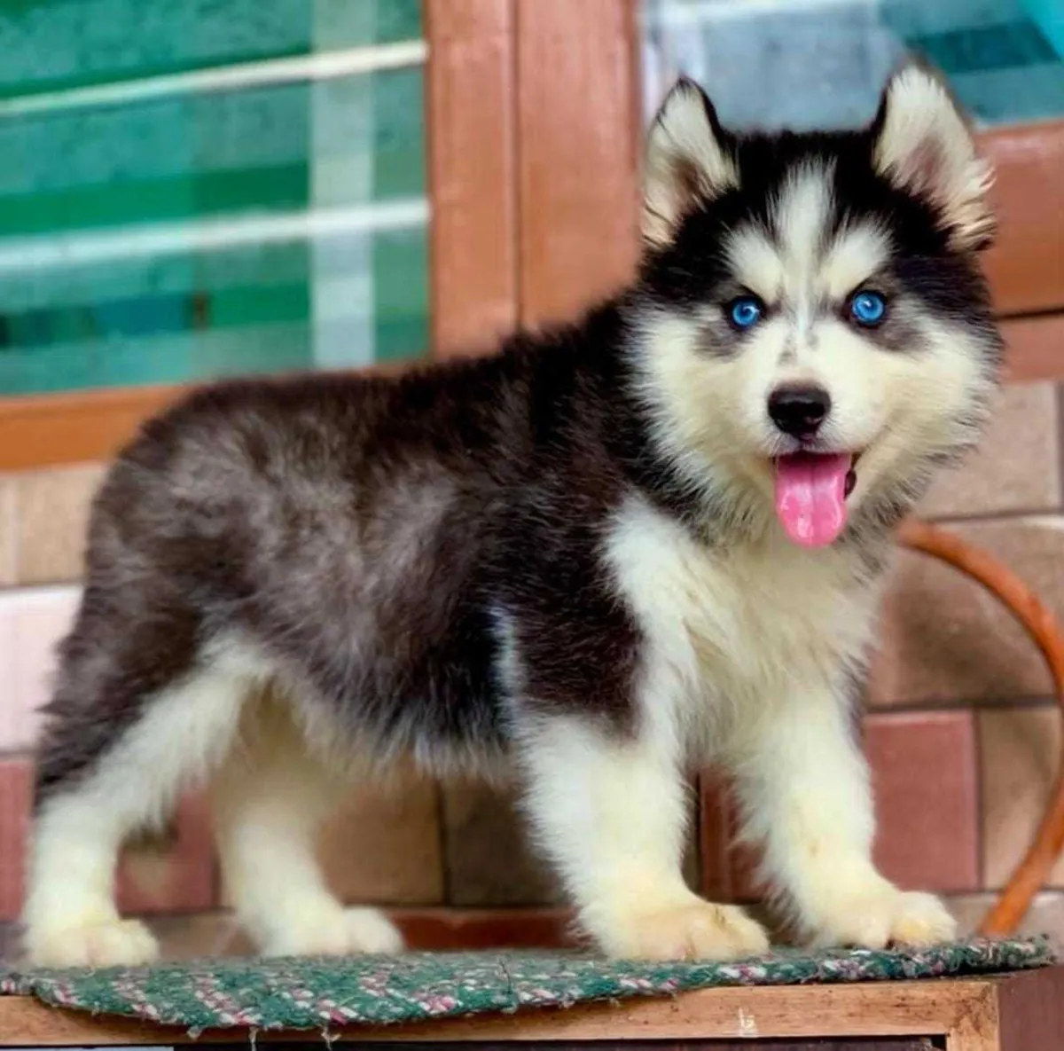 西伯利亚哈士奇幼犬可供领养
