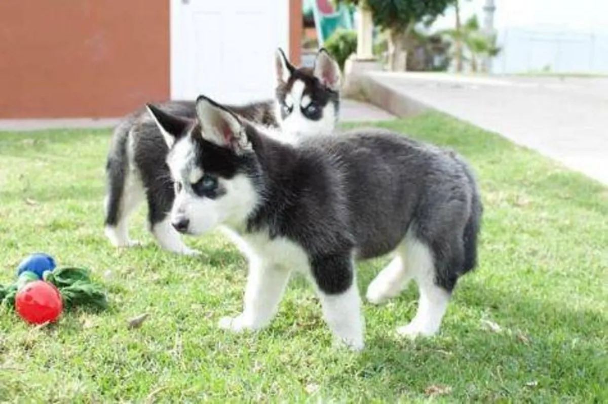 西伯利亚哈士奇幼犬可供领养