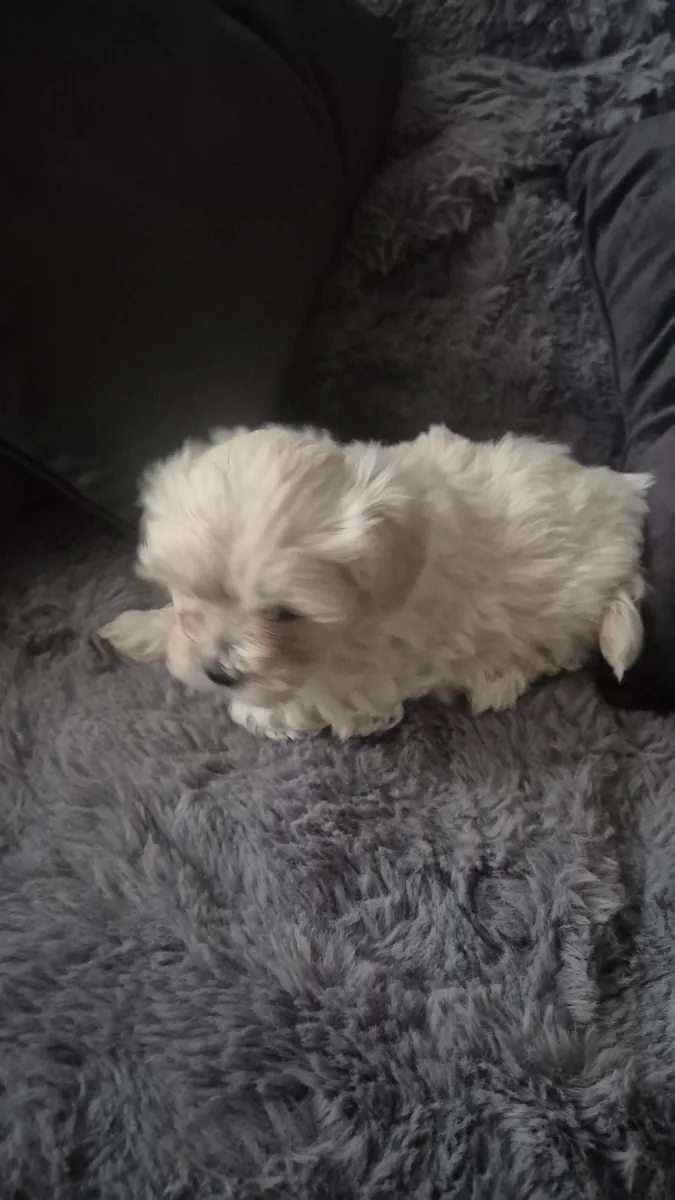 Chiots Mrs Bichon Frises à adopter