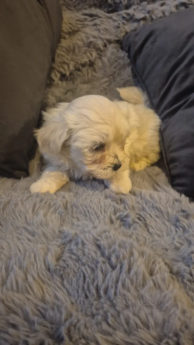 Chiots Mrs Bichon Frises à adopter