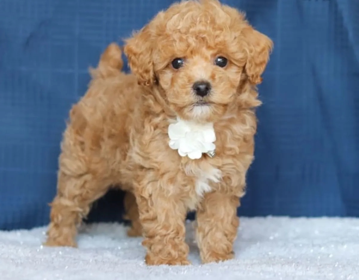 Des chiots Cockapoo cherchent leur foyer pour toujours